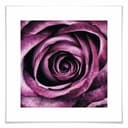 Poster - Rosa