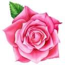 Adesivo murale - Rosa XXL