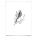 Poster - Piume
