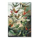 Stampa su vetro Haeckel - Colibrì