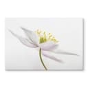 Pannello paraschizzi Disher - Anemone