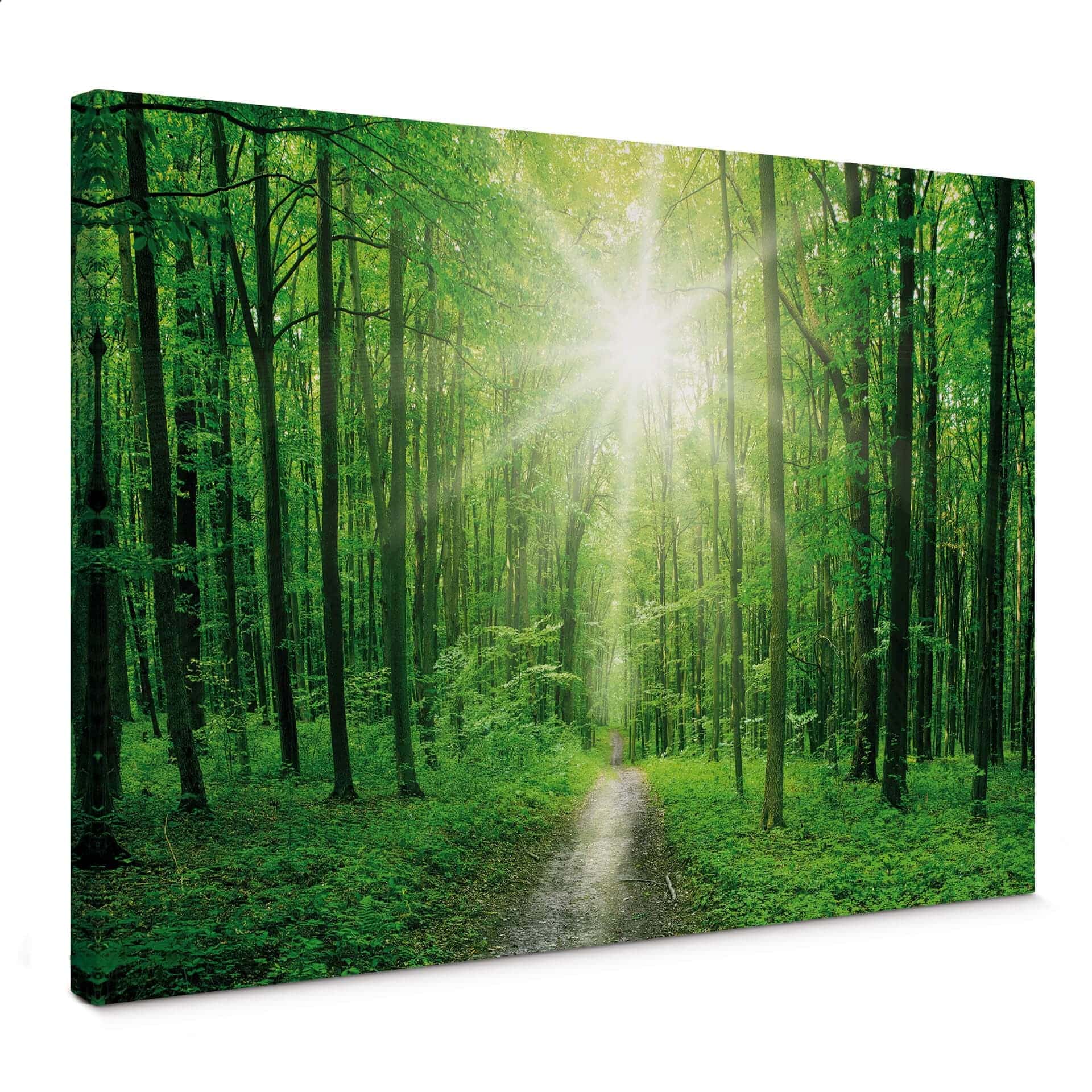 Stampa su tela - Sunny Forest 1