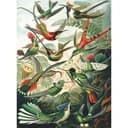 Fotomurale Haeckel - Colibrì