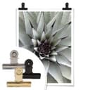 Poster - Agave 01