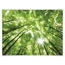 Poster - Foresta soleggiata 2