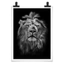 Poster - Leone