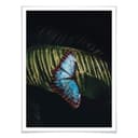 Poster Farfalla blu