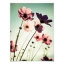 Poster - Cosmee rosa