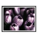 Poster Tulipani