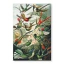 Stampa su vetro acrilico Haeckel - Colibrì