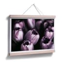Poster Tulipani