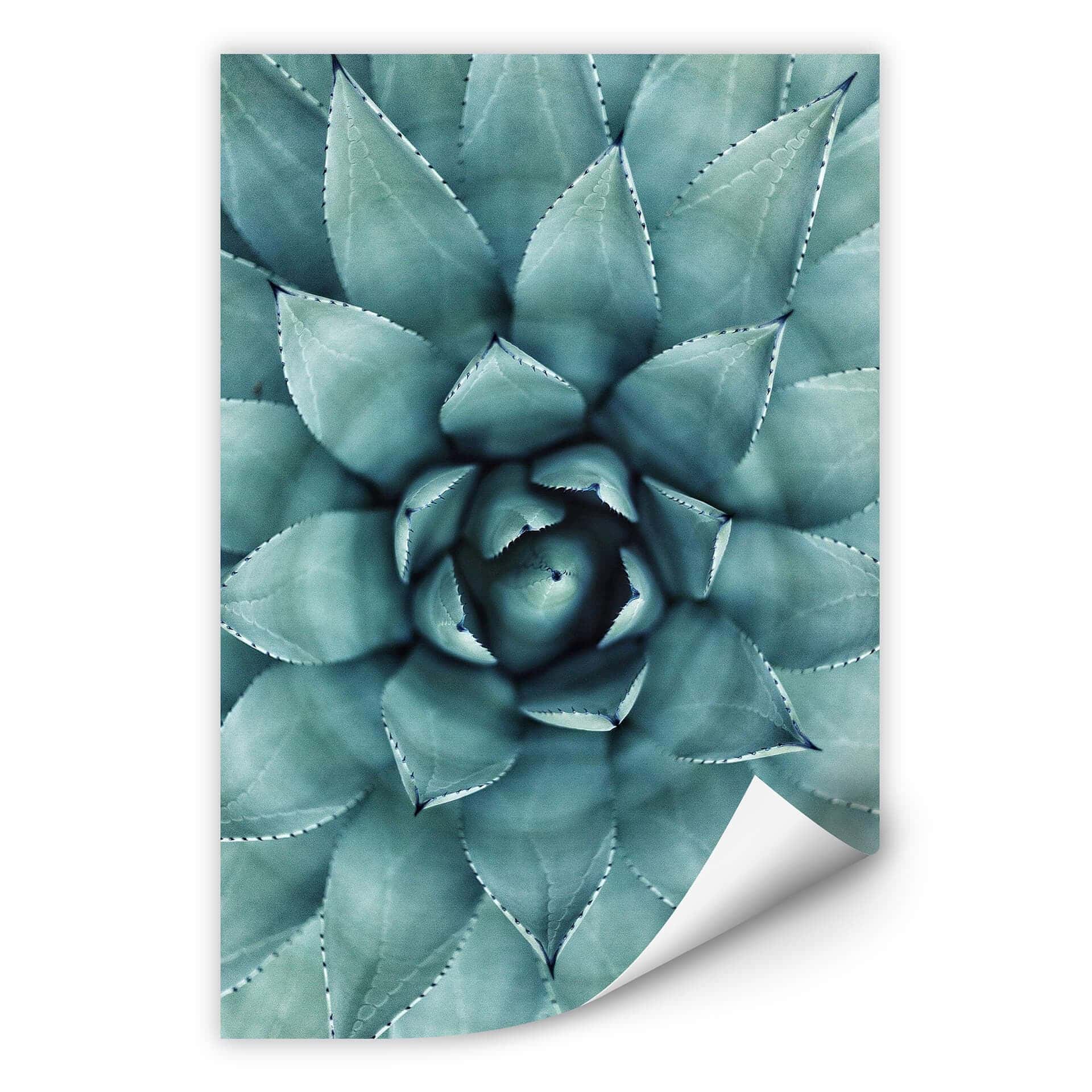 Stampa murale Agave 02