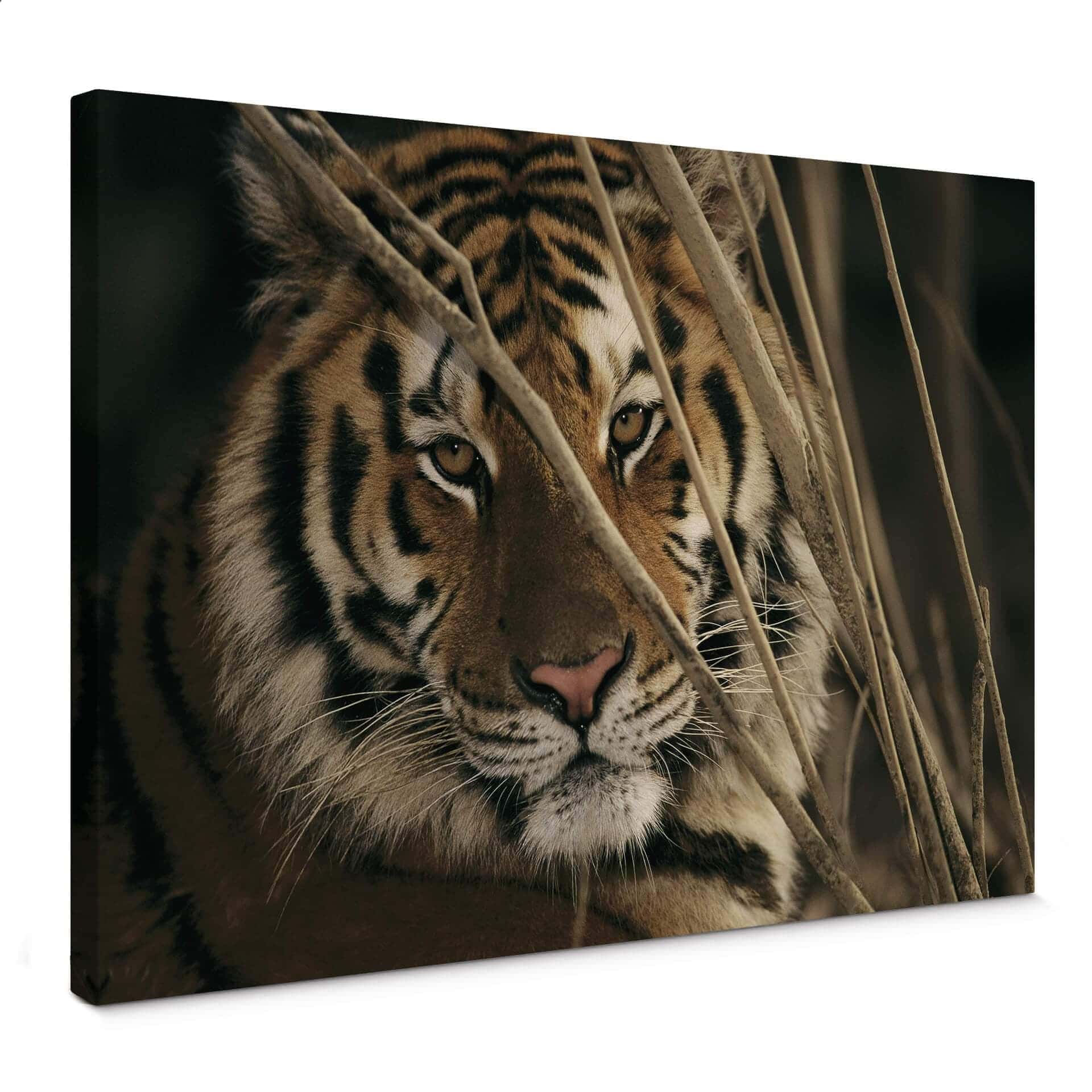 Stampa su tela - NG Tigre