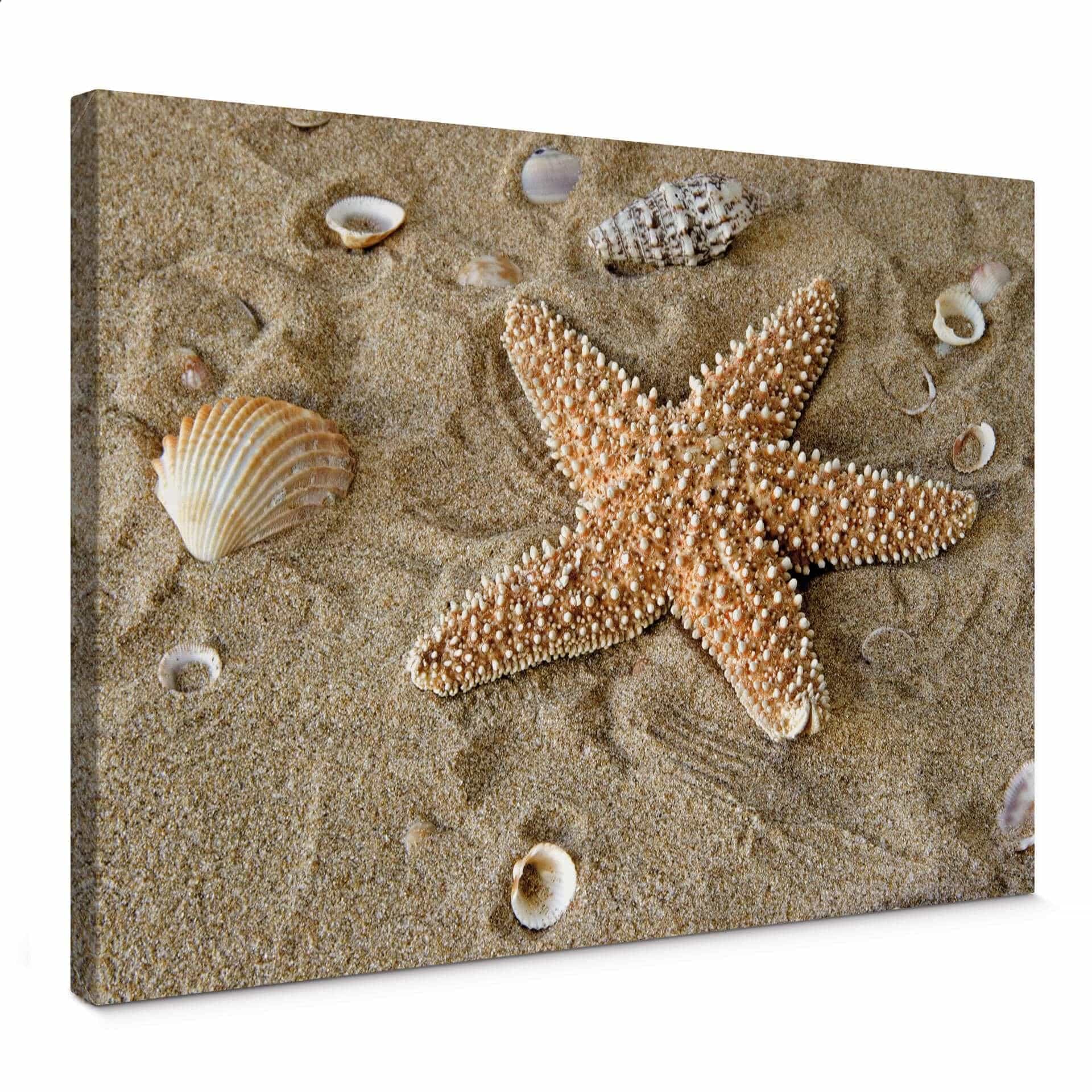 Stampa su tela - Patrik la stella di mare