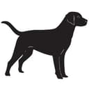 Labrador