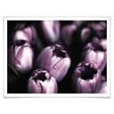 Poster Tulipani