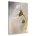 Stampa su tela Disher - Cosmos
