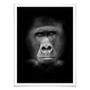 Poster - Gorilla