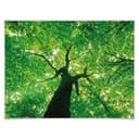 Poster - Sotto gli alberi