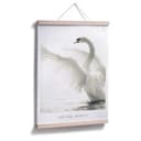 Poster Cigno - Natural Beauty