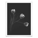 Poster Pan - Tulipani