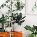Poster Kvilis - Monstera foglia