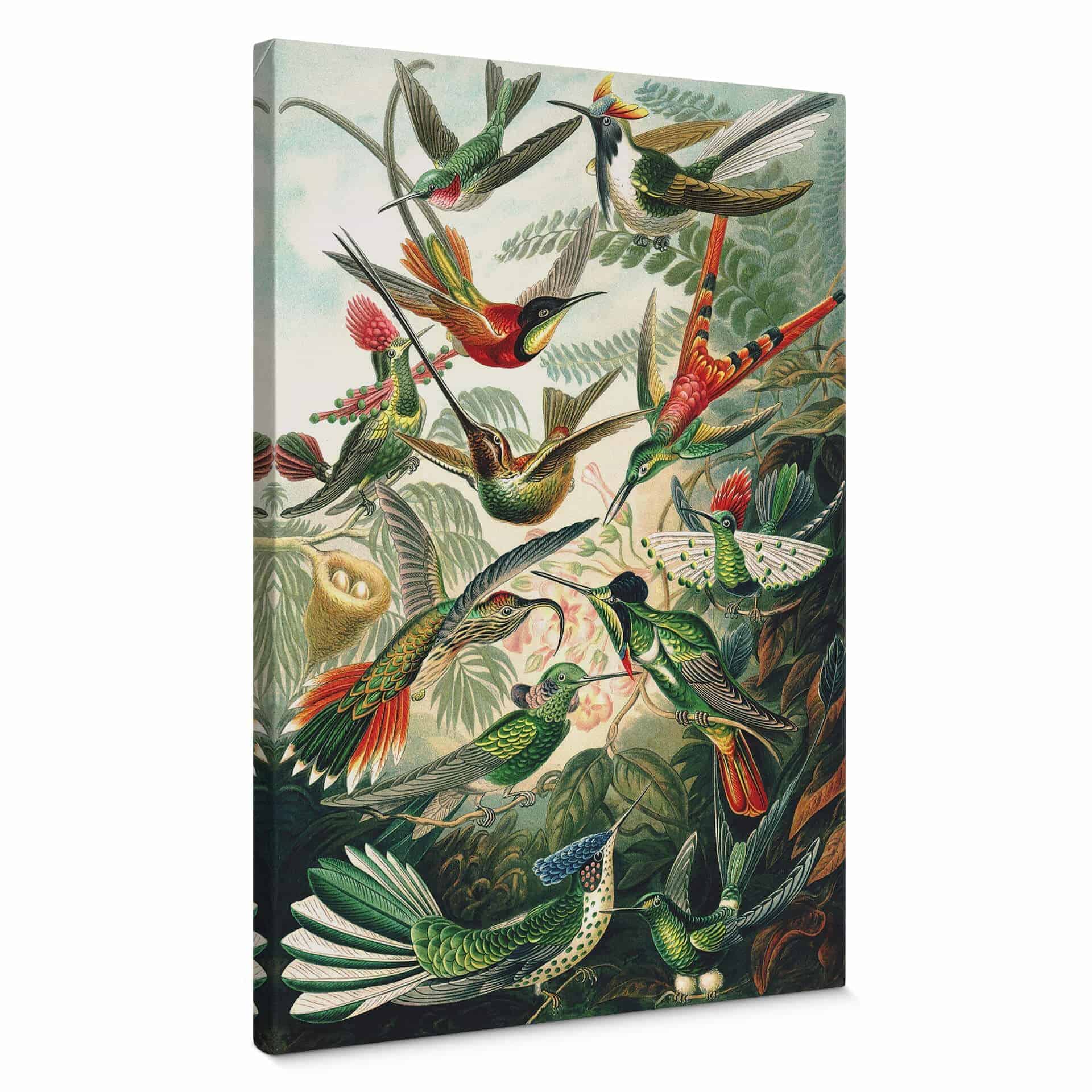 Stampa su tela Haeckel - Colibrì