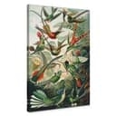 Stampa su tela Haeckel - Colibrì