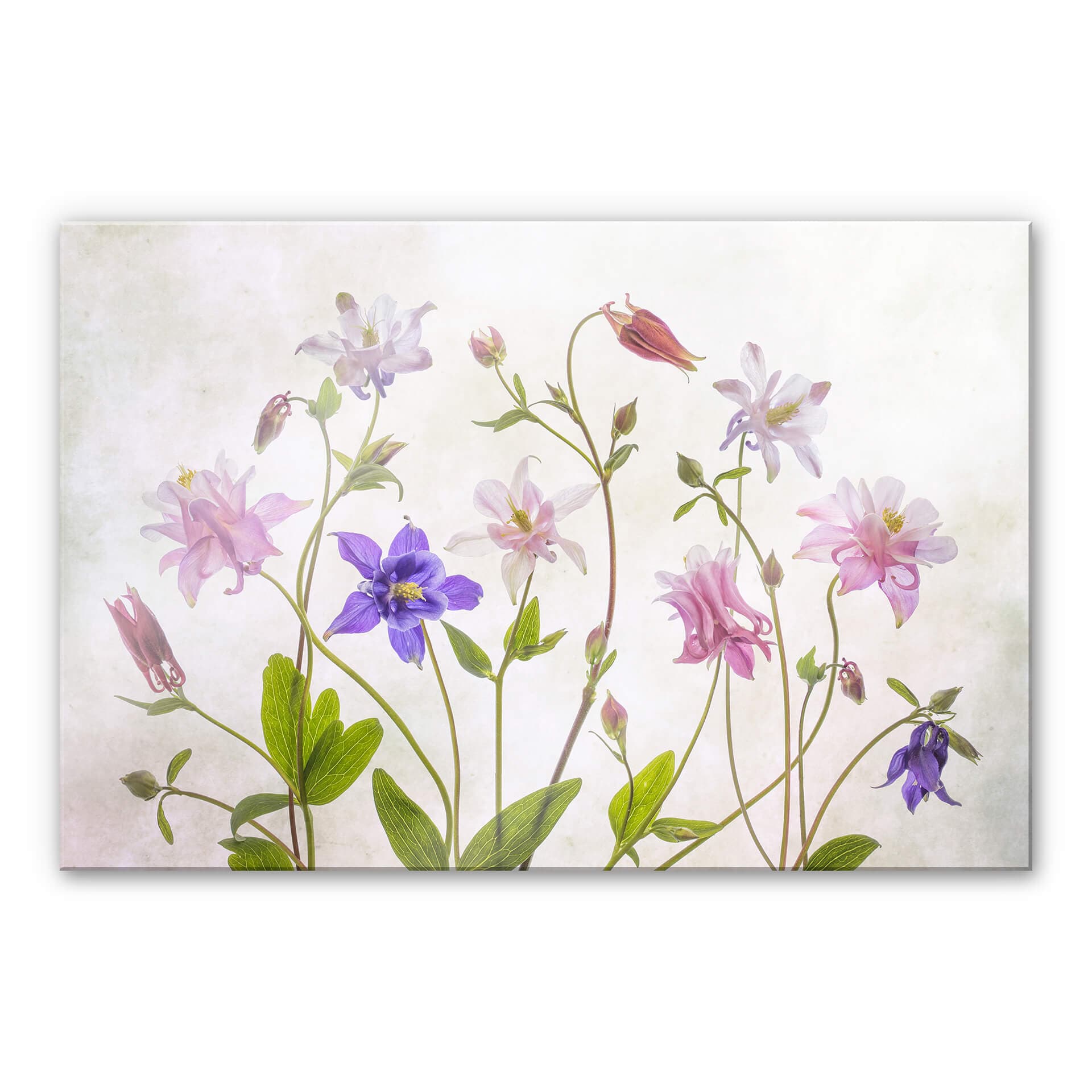 Stampa su vetro acrilico Disher - Il bouquet