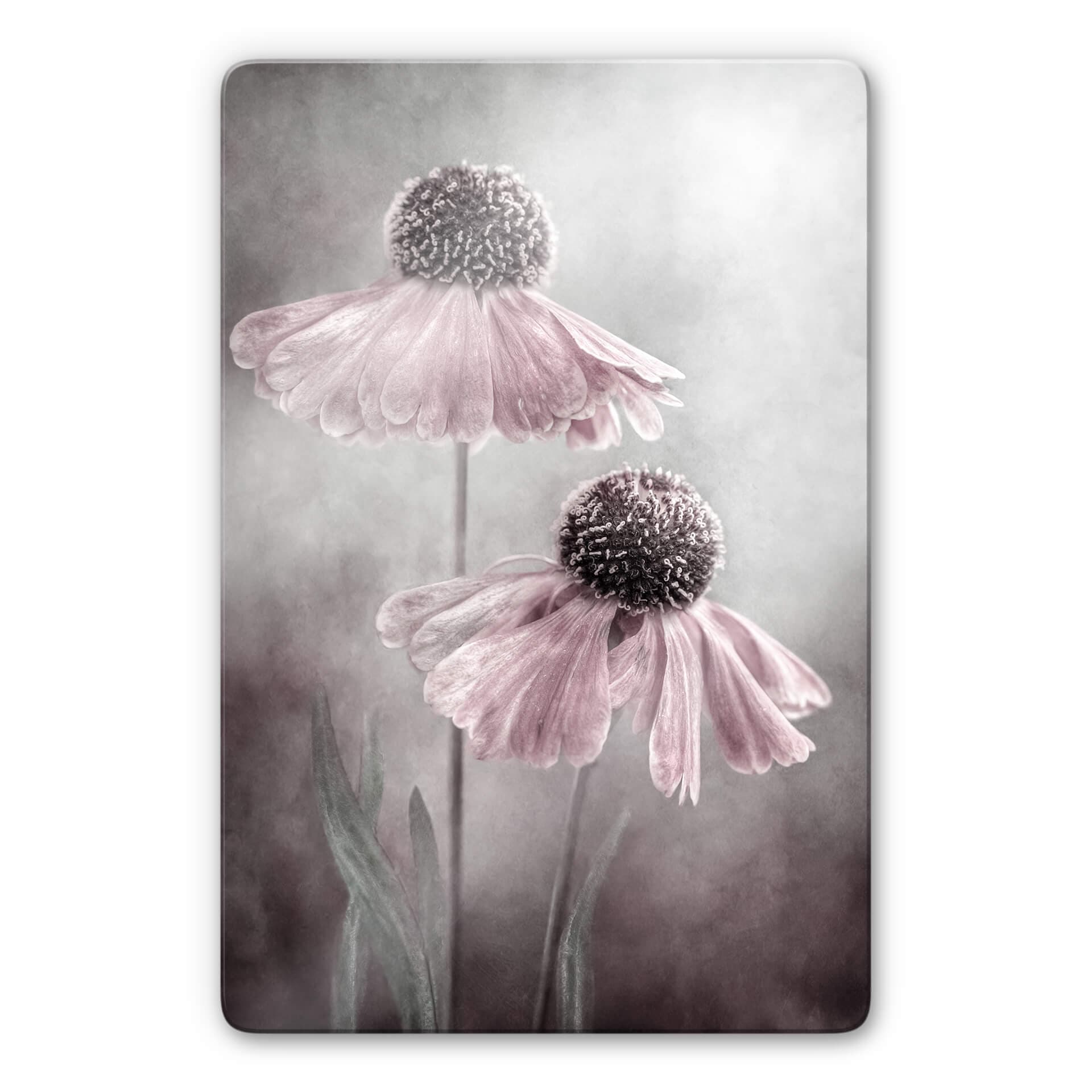 Glasbild Disher - Rosa Duett
