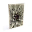 Stampa su legno - Agave 01