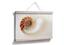 Poster - Nautilus
