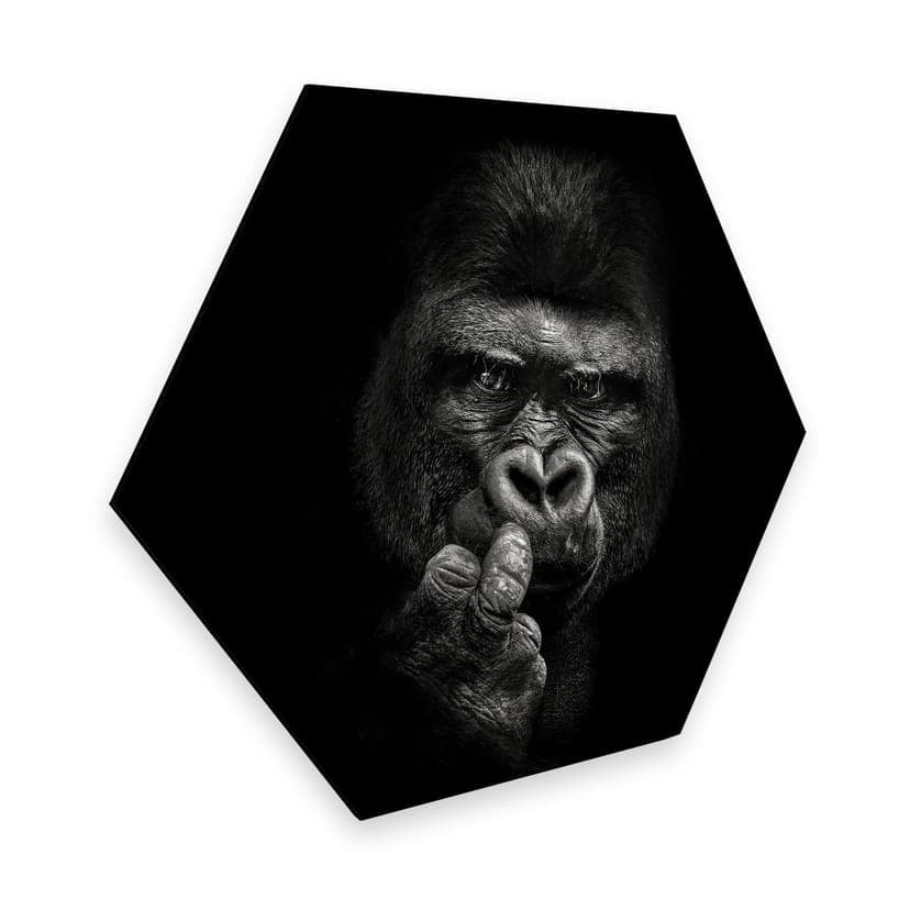 Esagoni Alu-Dibond Meermann - Gorilla