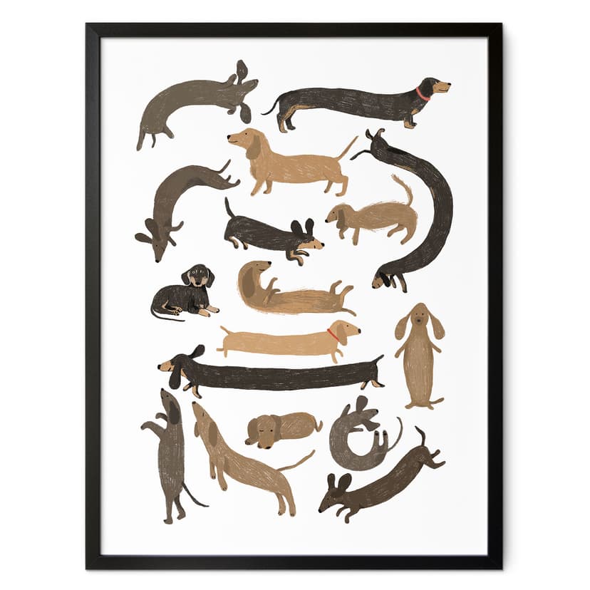 Poster Bassotti giocherelloni - Illustrazione di cani - Melin
