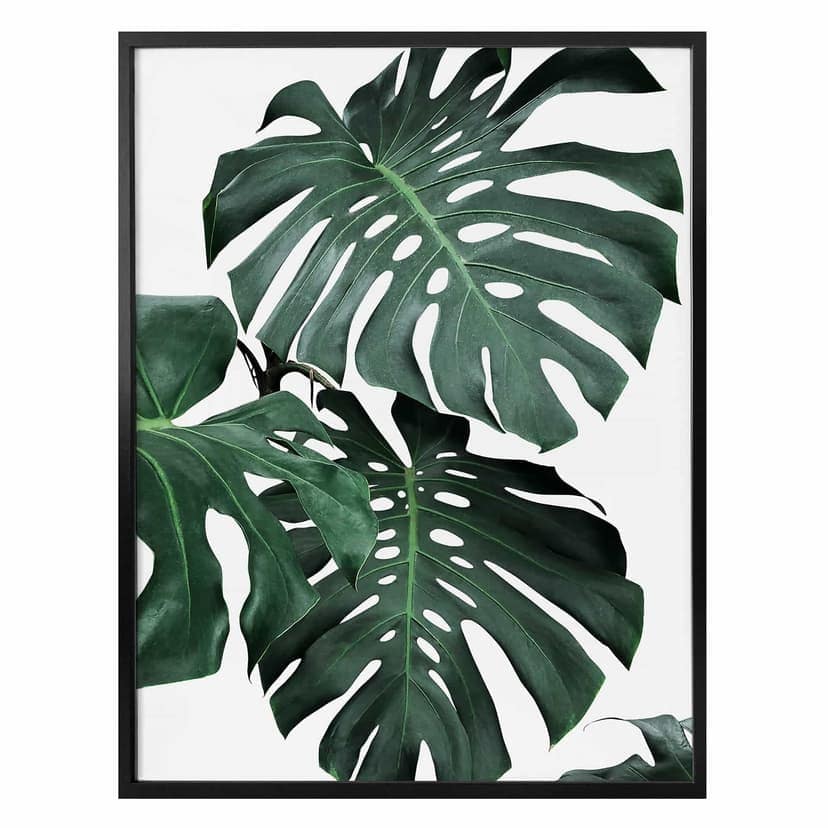 Poster Sisi & Seb - Monstera