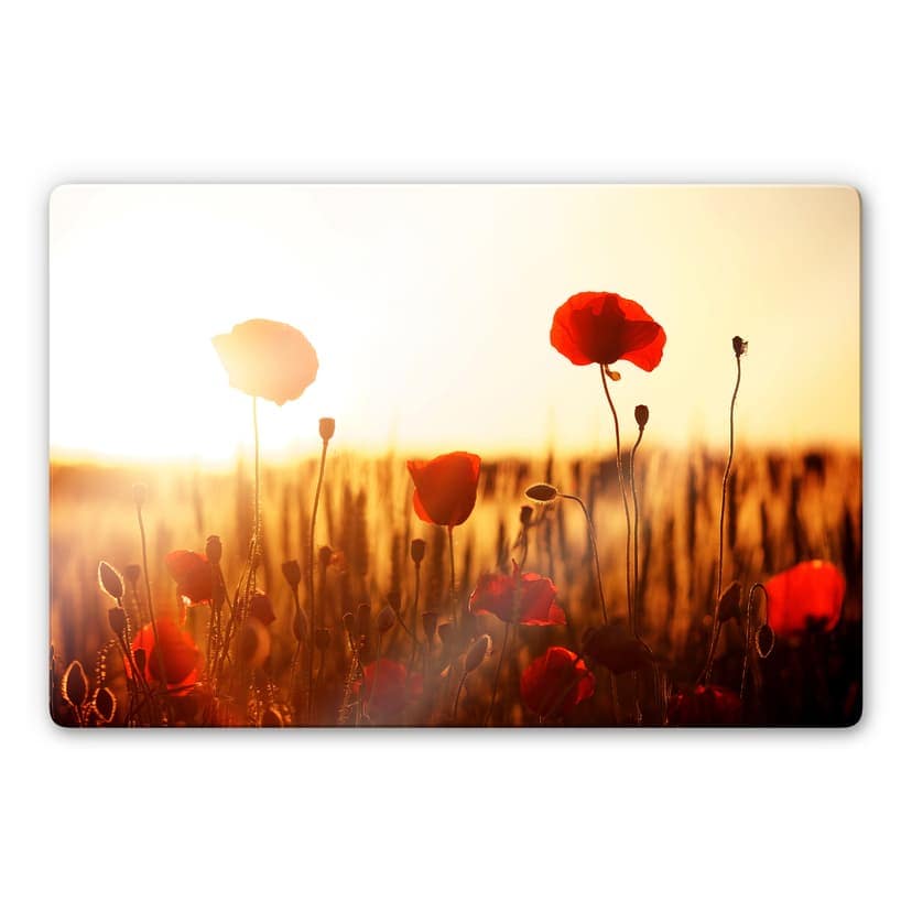 Glasbild Sonnenflut im Mohnfeld