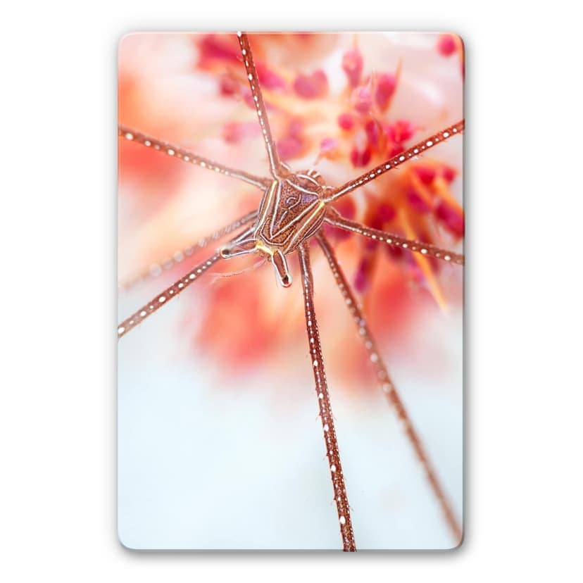 Glasbild Narchuk - Unterwasser-Exotik