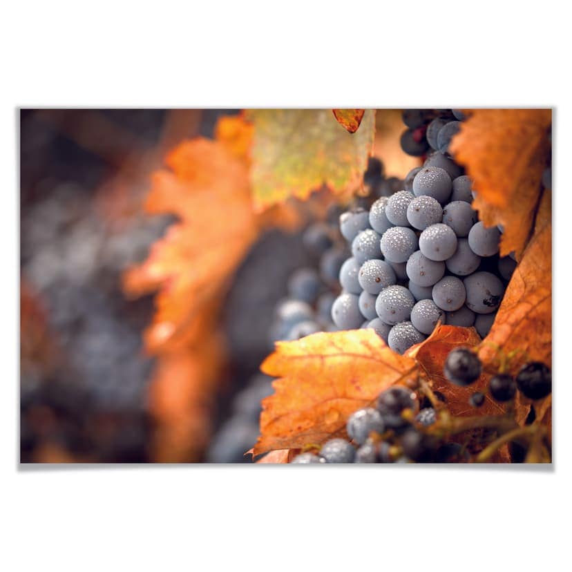 Poster - La vite in autunno
