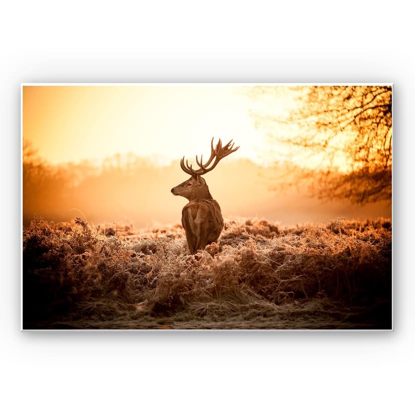 Stampa su Forex - Cervo maestoso