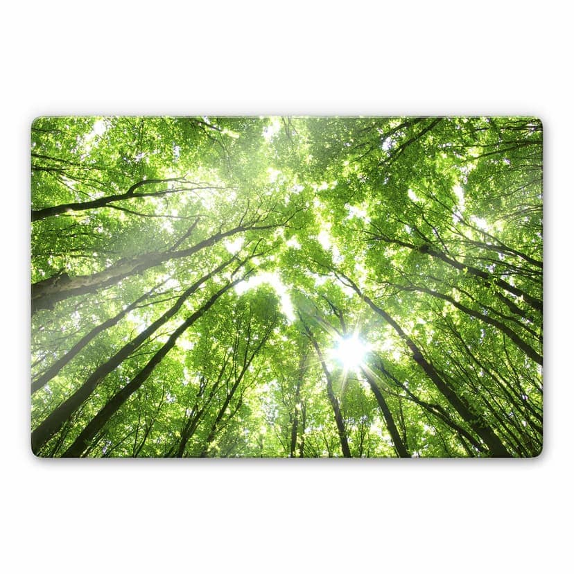 Foresta soleggiata 2