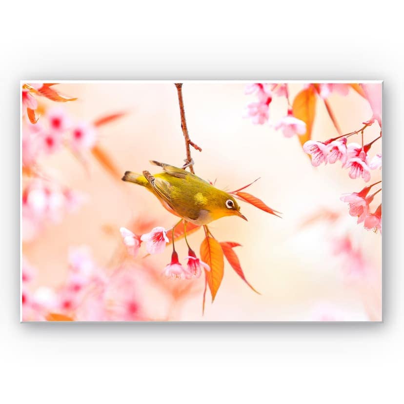 Stampa su Forex - Cinguettio tra i fiori di ciliegio