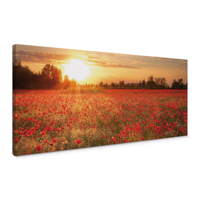 Campo di papaveri al tramonto - panoramica