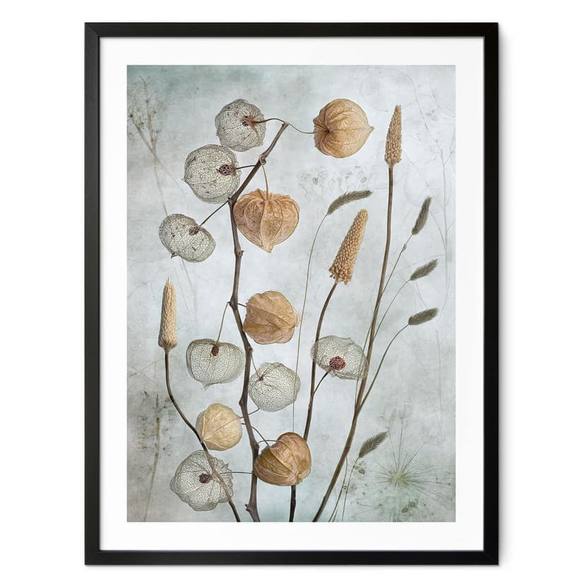 Poster Fiori di lanterna essiccati - Disher