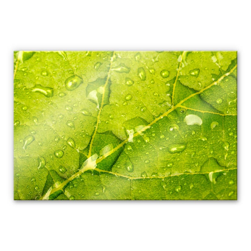 Stampa su vetro acrilico Perle d'acqua