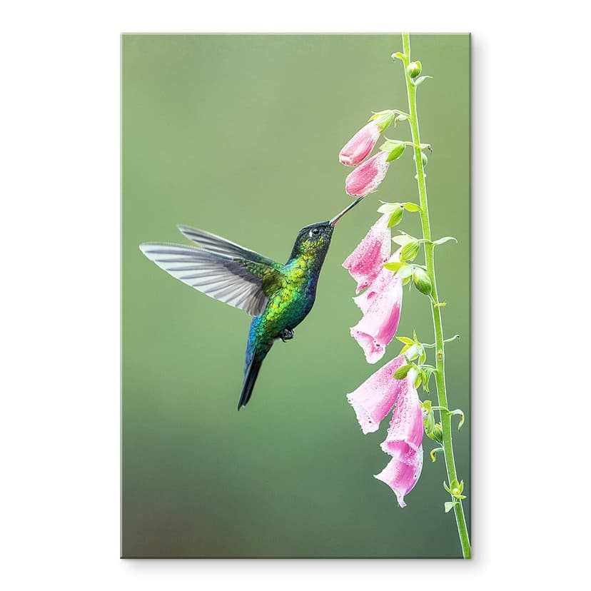 Stampa su vetro acrilico van Duijn - Colibrì nella magia dei fiori rosa