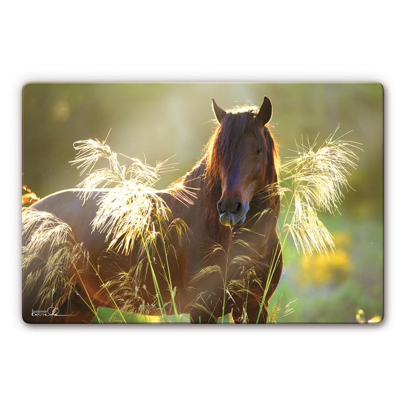 Stampa su vetro - Boiselle - Lusitano