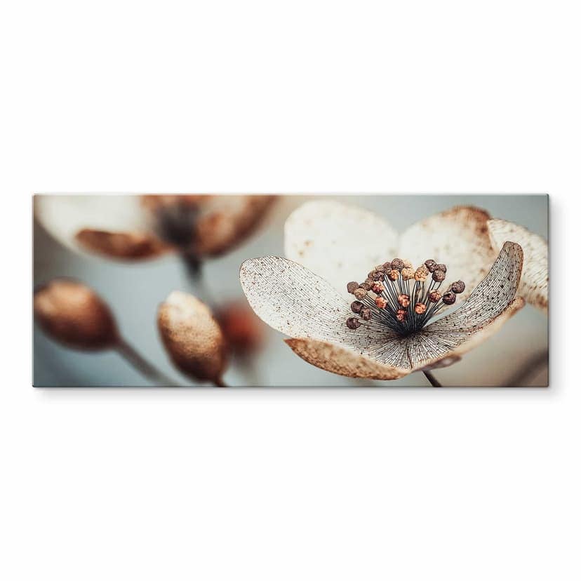Stampa su vetro Boho fiore secco macro | fotografia naturalistica - Treechild - Panorama
