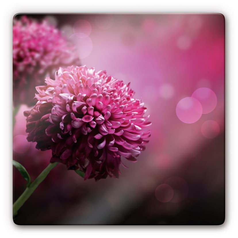 Stampa su vetro - Dalia rosa