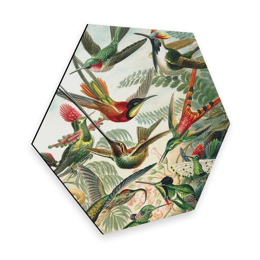 Esagoni Alu-Dibond Haeckel - Colibrì