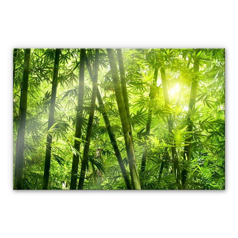 Stampa su vetro acrilico Sole nella foresta di bambù